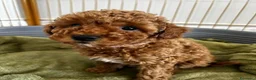 Barboncino Toy cani in vendita:  3 Adorabili Barboncini Toy a Città metropolitana di Milano - Annuncio 13