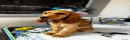 Cocker cani in vendita: Cucciola di cocker spaniel inglese a Città metropolitana di Milano - Annuncio 3