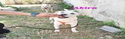 Meticcio cani in regalo: Akira in adozione - Annuncio 4