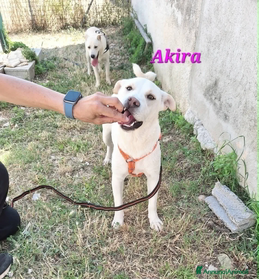 Meticcio cani in regalo: Akira in adozione - Annuncio 4