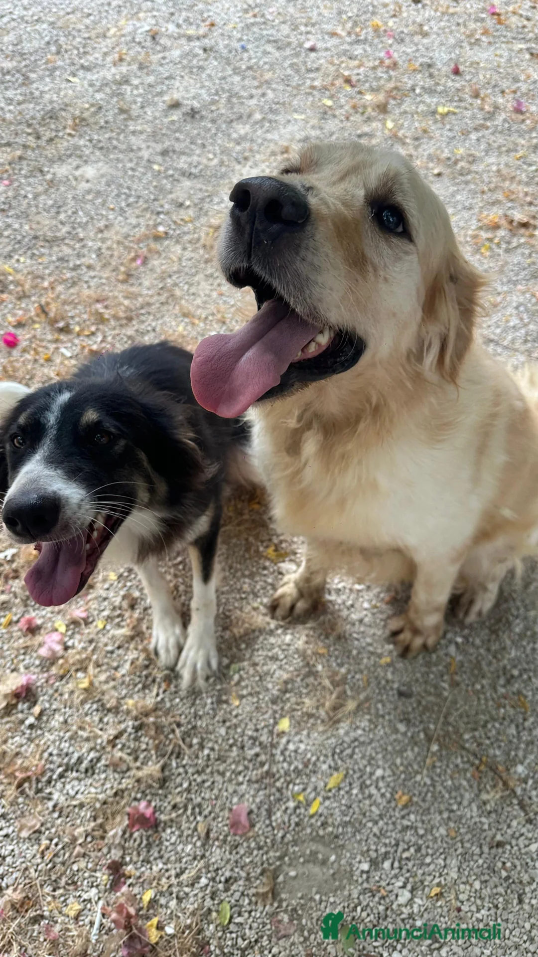 Golden Retriever cani in regalo: Splendido Golden Retreiver - CASPER - Annuncio 5