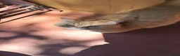 Scottish gatti in regalo: Scottish a Provincia di Avellino - Annuncio 5