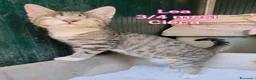 Europeo gatti in regalo: GATTINI ABBANDONATI: URGENTE  a Città Metropolitana di Torino - Annuncio 2