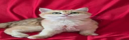 Scottish gatti in vendita: Scottish Straight  - Annuncio 5