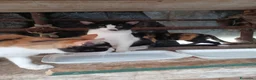 Altre razze gatti in regalo: 🐾❤️ **8 PICCOLI GATTINI CERCANO CASA ❤️🐾 - Annuncio 7