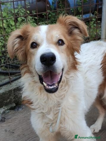 Meticcio cani Leo in attesa di una famiglia che lo ami  a Città metropolitana di Milano - Annuncio 18