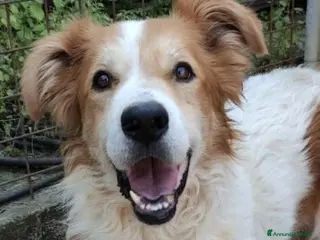 Meticcio cani Leo in attesa di una famiglia che lo ami a Città metropolitana di Milano - Annuncio 25