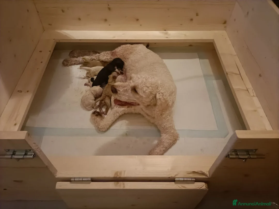 Lagotto cani in vendita: Cuccioli di Lagotto Romagnolo con Pedigree Roi  - Annuncio 2
