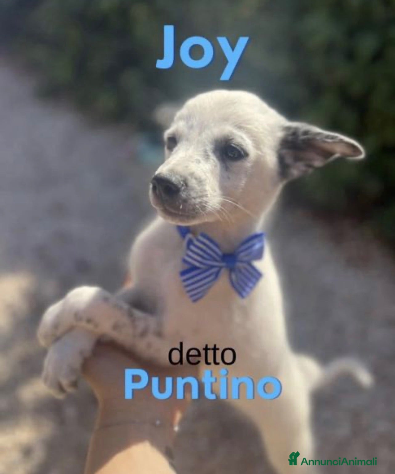 Meticcio cani Joy dolcissimo cucciolo in canile  - Annuncio 15