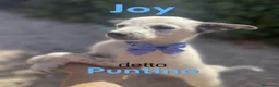 Meticcio cani in regalo: Joy dolcissimo cucciolo in canile  - Annuncio 1