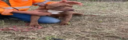 Pitbull cani in regalo: Bruno - Annuncio 5
