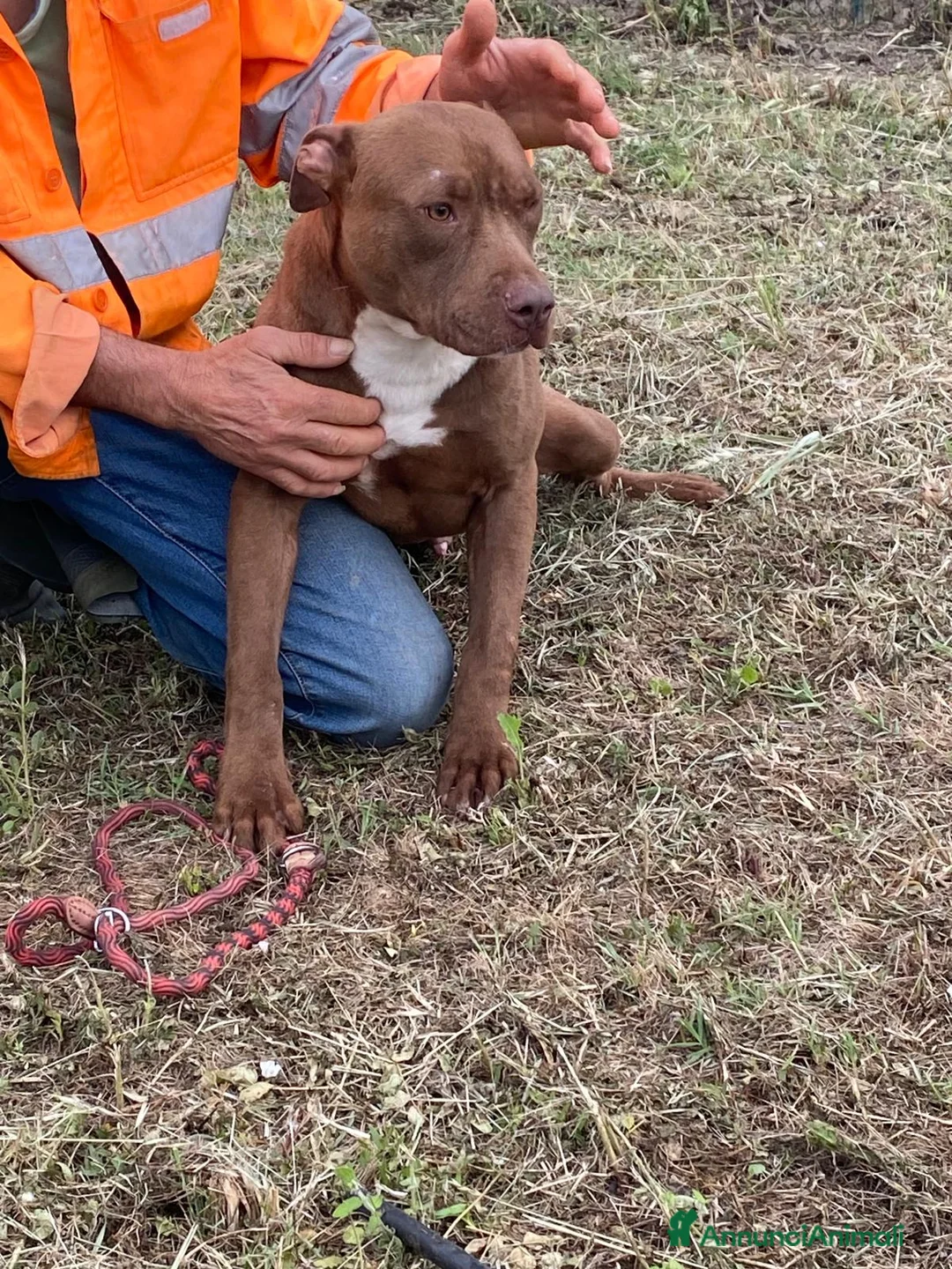 Pitbull cani in regalo: Bruno - Annuncio 5