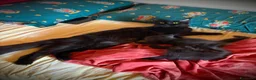Maine Coon gatti in vendita: Piccole Pantere, Grandi Emozioni– Maine Coon Black - Annuncio 2