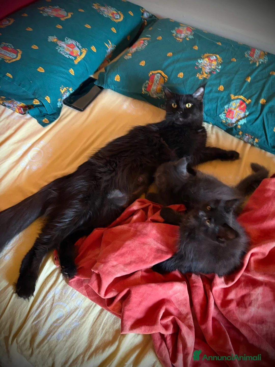 Maine Coon gatti in vendita: Piccole Pantere, Grandi Emozioni– Maine Coon Black - Annuncio 2