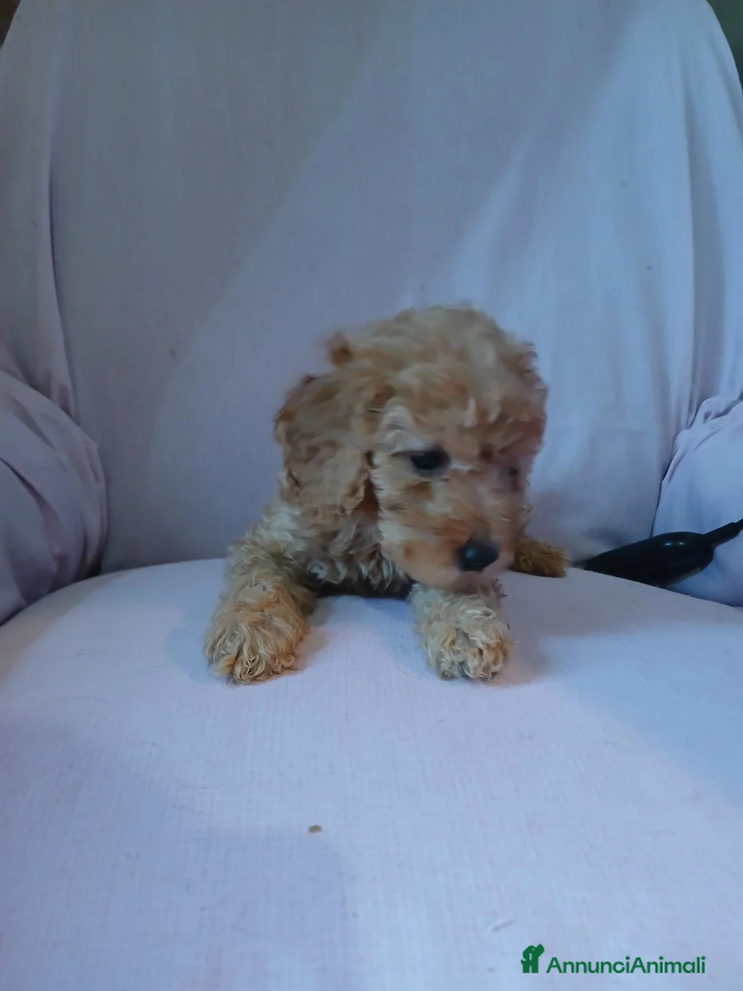 Barboncino Toy cani in vendita: Cuccioli di Barboncino toy  - Annuncio 6
