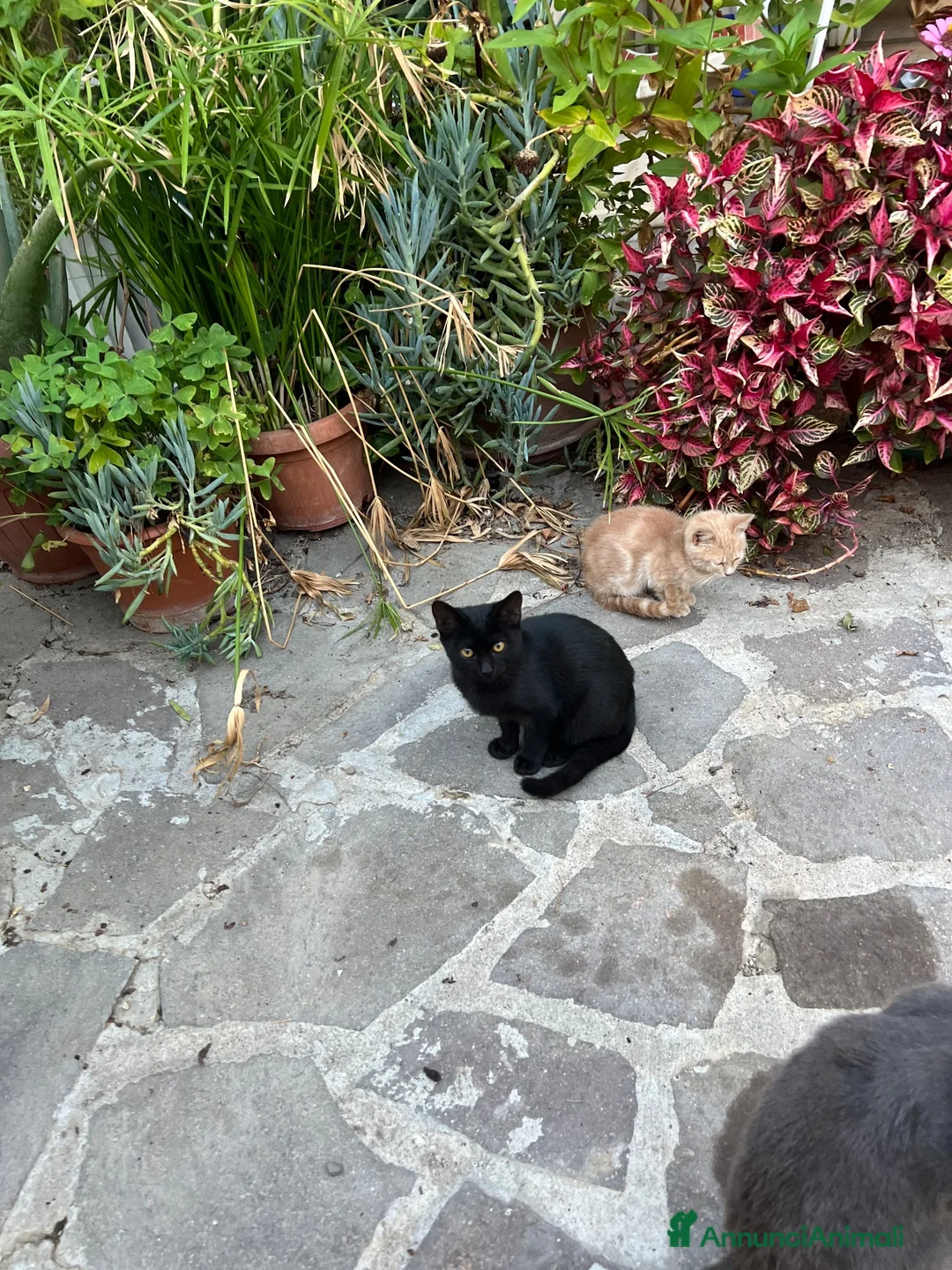 Altre razze gatti in regalo:  gattino nero cerca casa 🖤 - Annuncio 2
