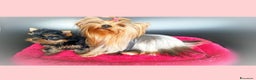 Yorkshire cani in vendita: Yorkshire terrier  - Annuncio 6