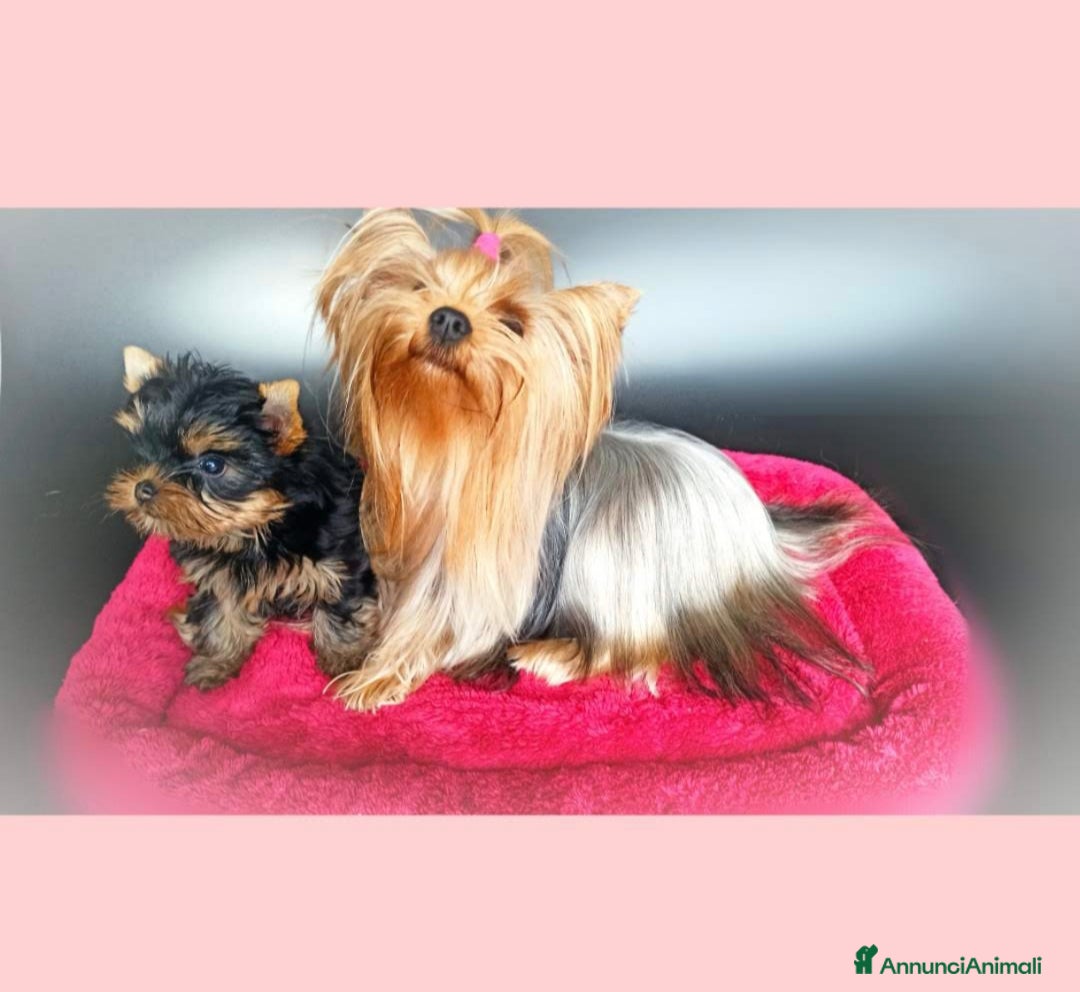 Yorkshire cani in vendita: Yorkshire terrier  - Annuncio 6
