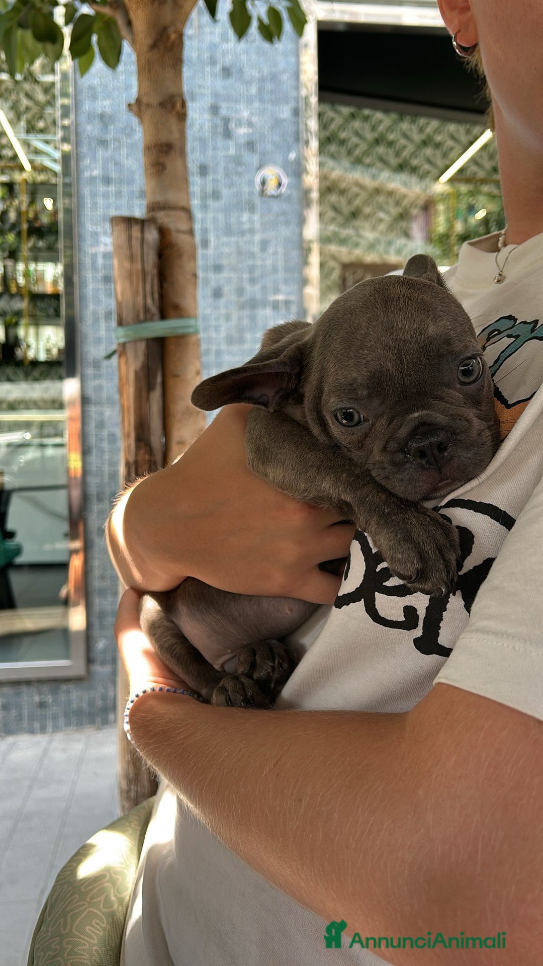 Bulldog Francese cani per accoppiamento:  Ciccio Maschio Bulldog Francese Cerca Femmina - Annuncio 6