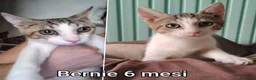 Altre razze gatti in regalo: GATTINI BISOGNOSI IN CERCA D'AMORE  a Città Metropolitana di Bologna - Annuncio 11