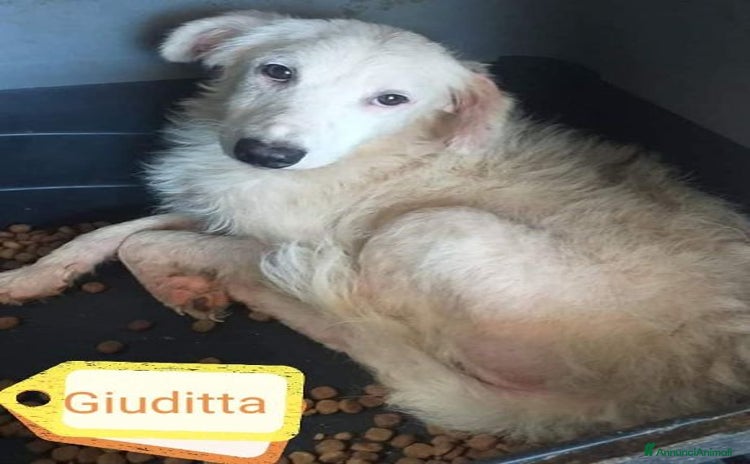 Meticcio cani GIUDITTA altra piccoletta dimenticata... - Annuncio 12