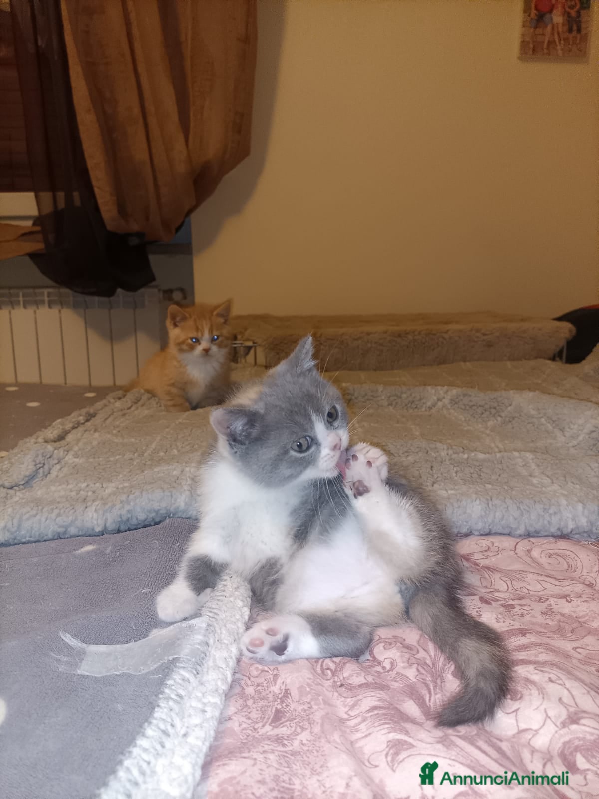 British gatti British shorthair  - Annuncio 29