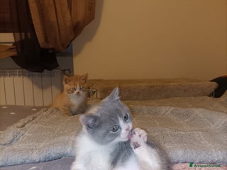 British gatti British shorthair - Annuncio 1