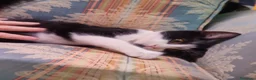 Meticcio gatti in regalo: Due dolci gattine cercano famiglia - Annuncio 4