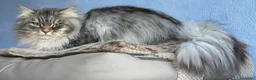 Siberiano gatti in vendita: cucciolo gatto siberiano ANFI - Annuncio 7