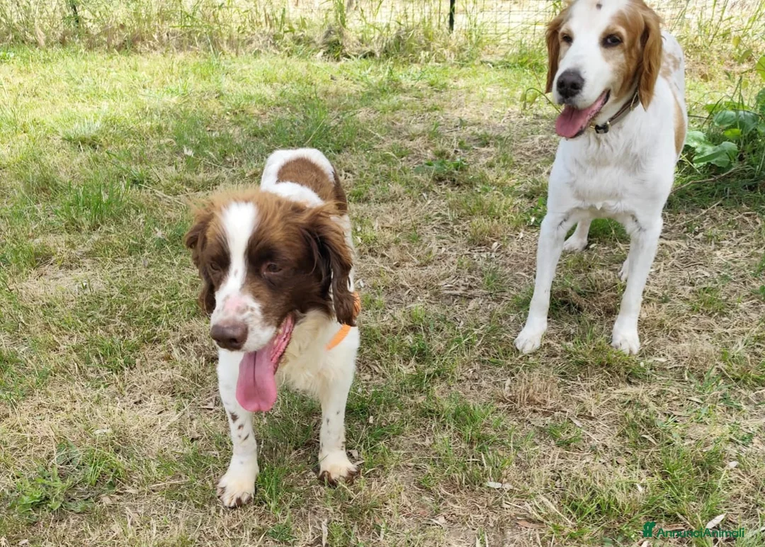Breton cani in regalo: BACO breton di 3 anni  - Annuncio 2