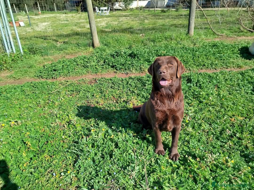 Labrador cani in regalo: ZELDA a Provincia di Caserta - Immagine 2