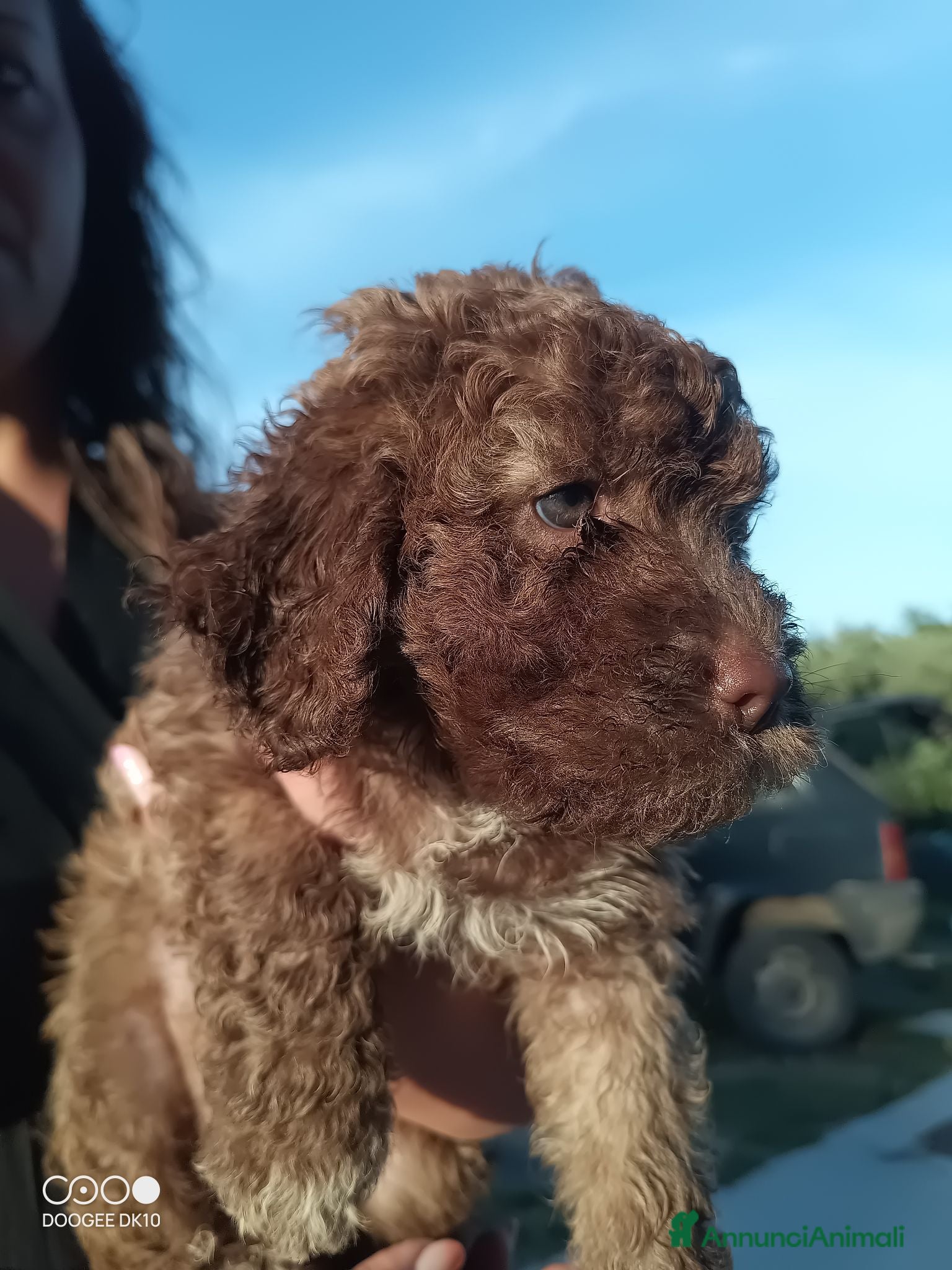 Lagotto cani Cuccioli di Lagotto romagnolo  - Annuncio 1