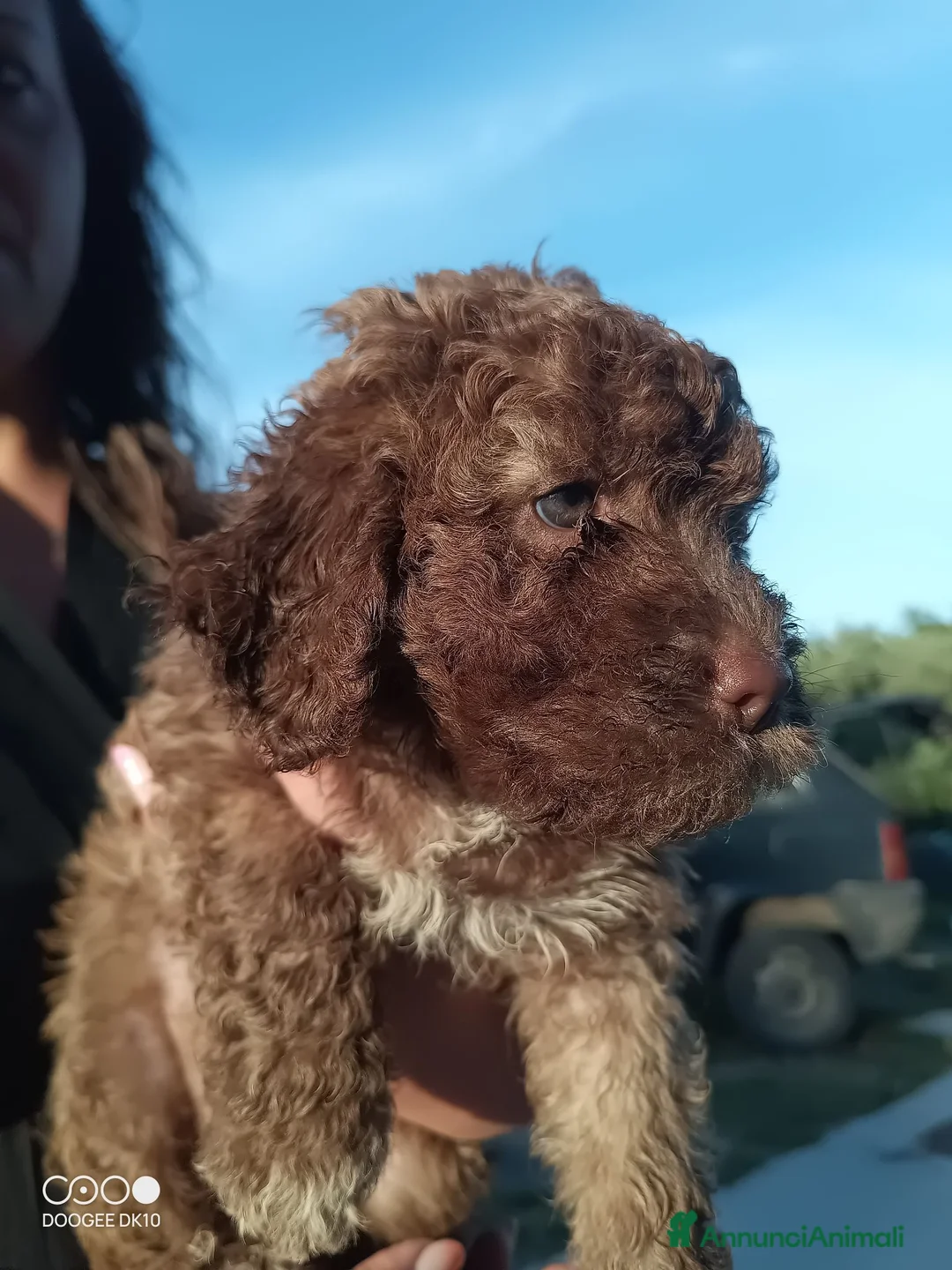 Lagotto cani in vendita: Cuccioli di Lagotto romagnolo  a Provincia di Pescara - Annuncio 1