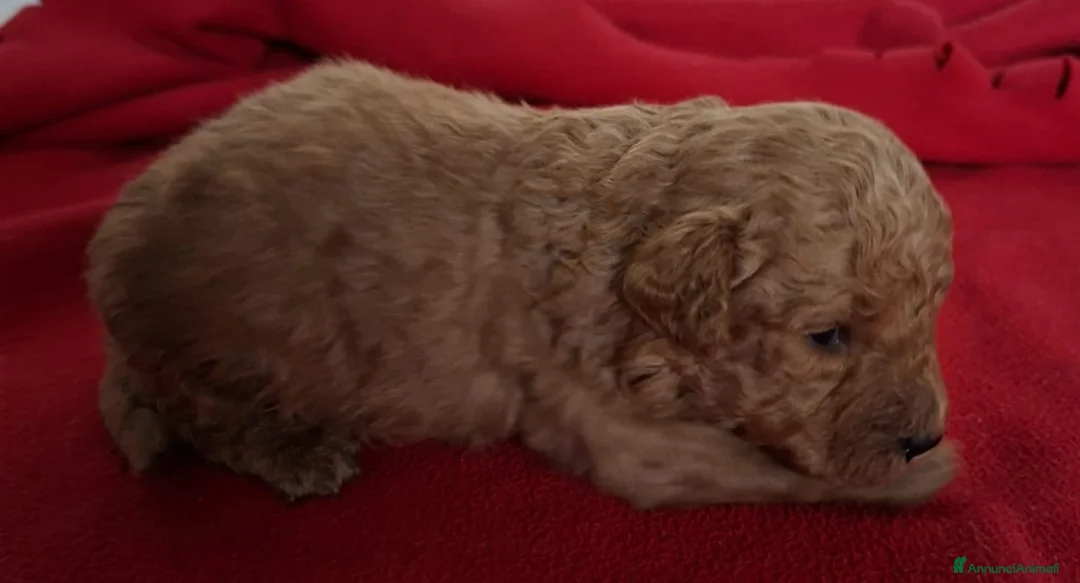 Barboncino Toy cani in vendita: Cuccioli di Barboncino Toy Red - Annuncio 2