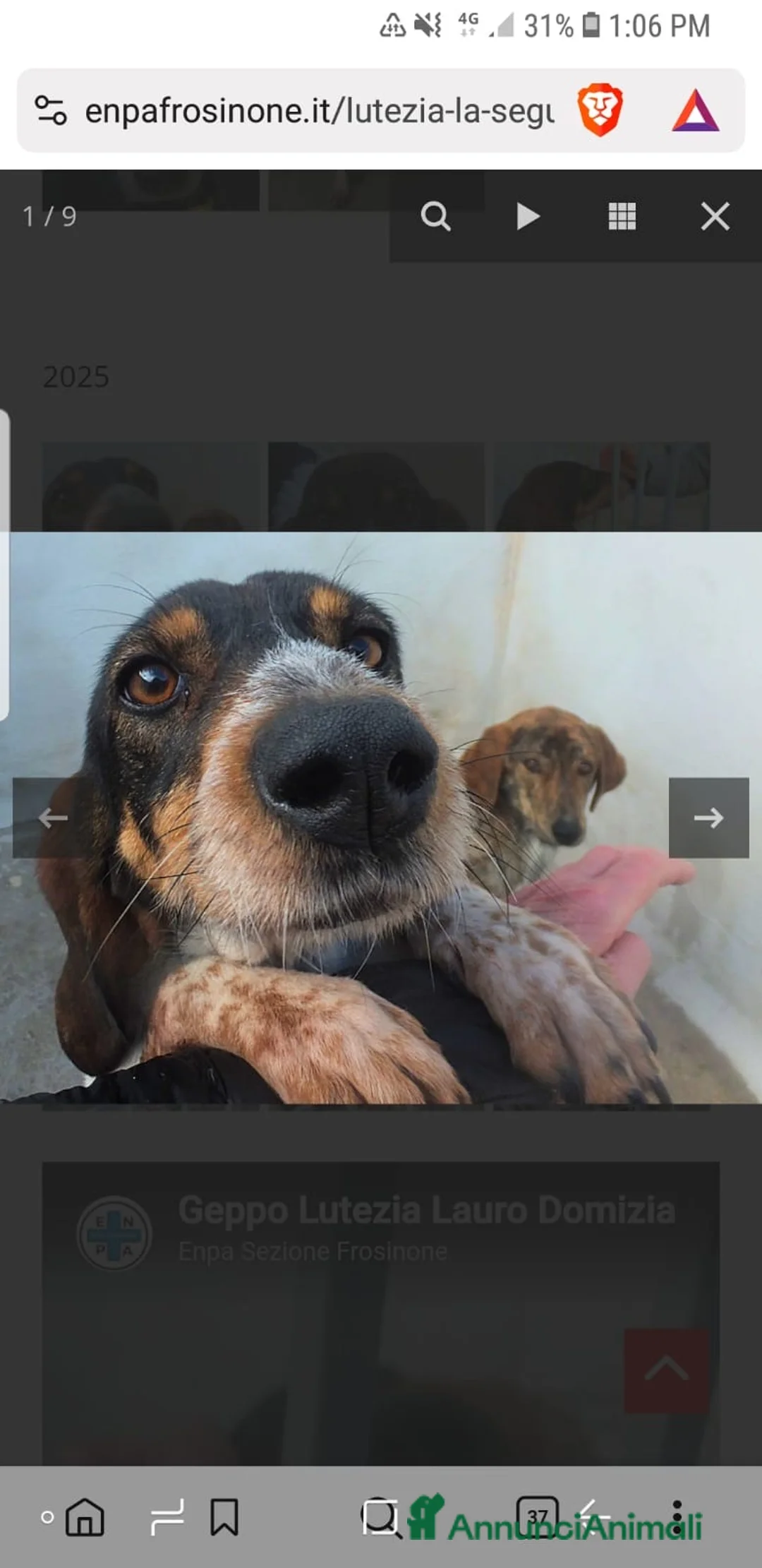 Segugio cani in regalo: ADOZ.DEL CUORE: cacciatore di m** come sempre… - Annuncio 9