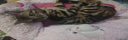 Bengala gatti in vendita: Gatto del Bengala Maschio  - Annuncio 6
