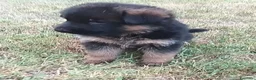 Pastore Tedesco cani in vendita: Cucciolata di Pastori Tedeschi - Annuncio 5