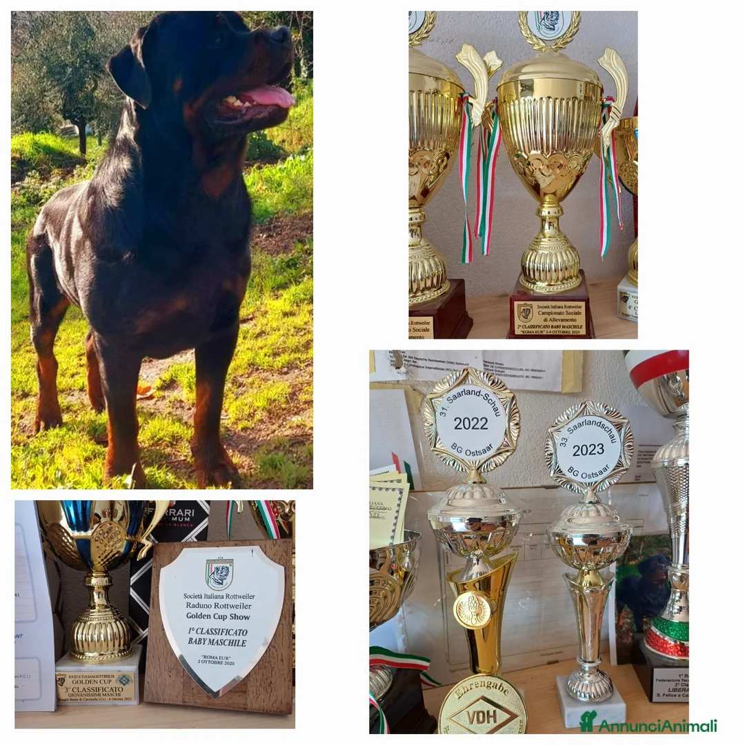 Rottweiler cani in vendita: Disponibili cuccioli Rottweiler  - Annuncio 2