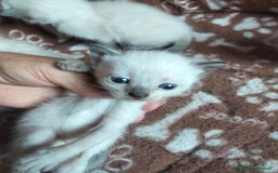 Siamese gatti in vendita: Siamese a Provincia di Cosenza - Immagine 1