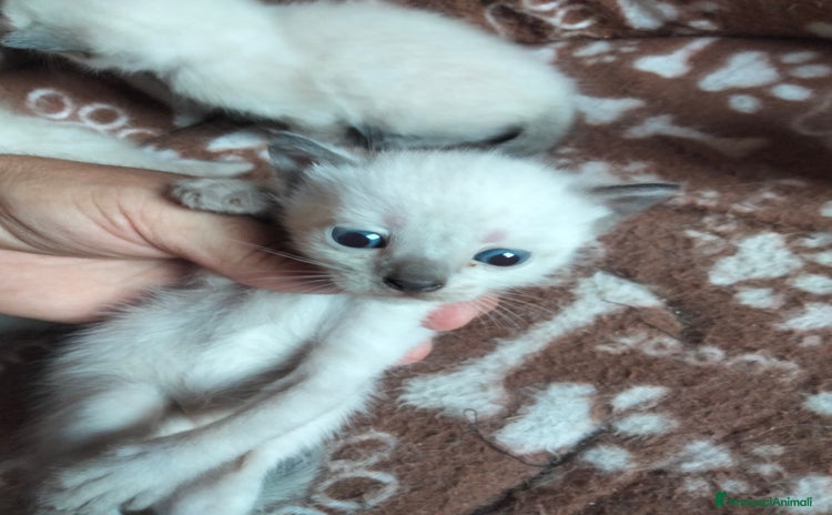 Siamese gatti a Provincia di Cosenza - Annuncio 1