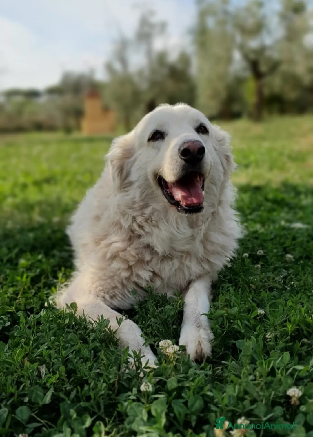 Pastore Maremmano cani in regalo: BIANCA una meraviglia soffice e bianca a Pomezia - Annuncio 8