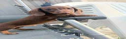 Bassotto cani in vendita: Cuccioli di BASSOTTO Kaninchen con pedigree ENCI - Annuncio 3
