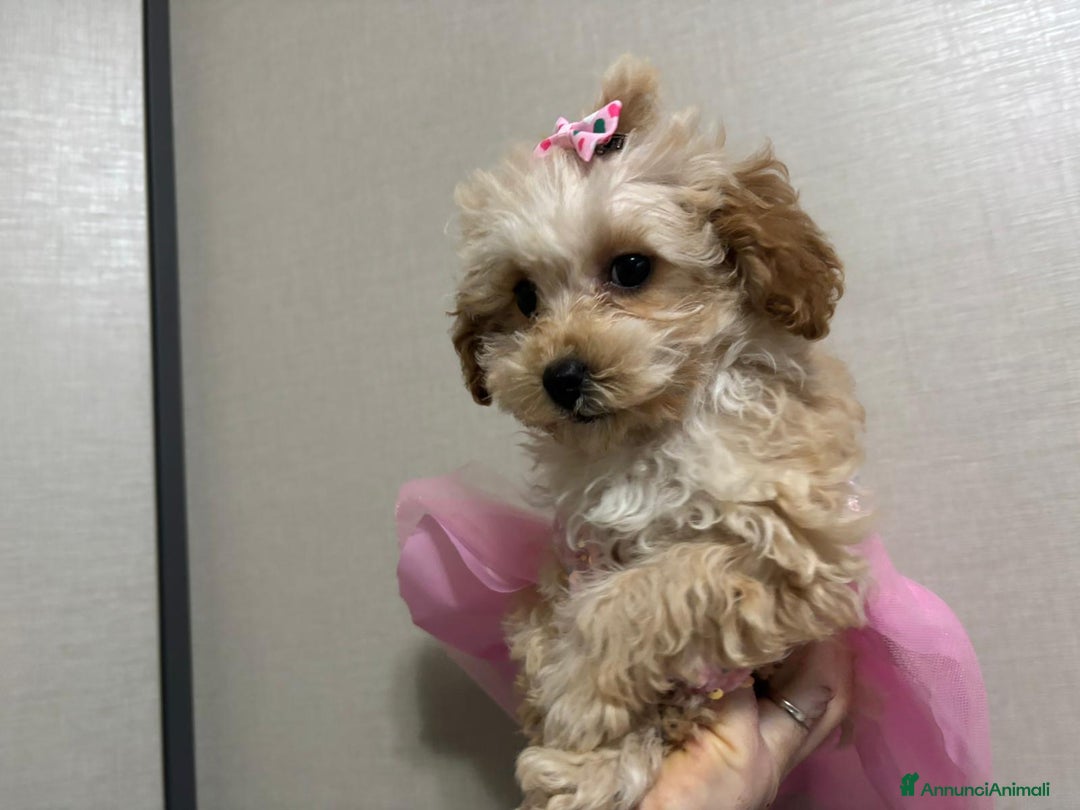 Barboncino Toy cani in vendita: Barboncina toy - Annuncio 2