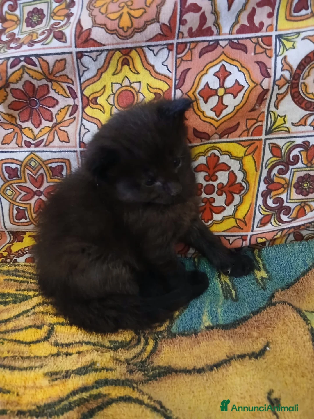 Altre razze gatti in vendita: Cuccioli di razza Gatto Foreste Norvegesi - Annuncio 1