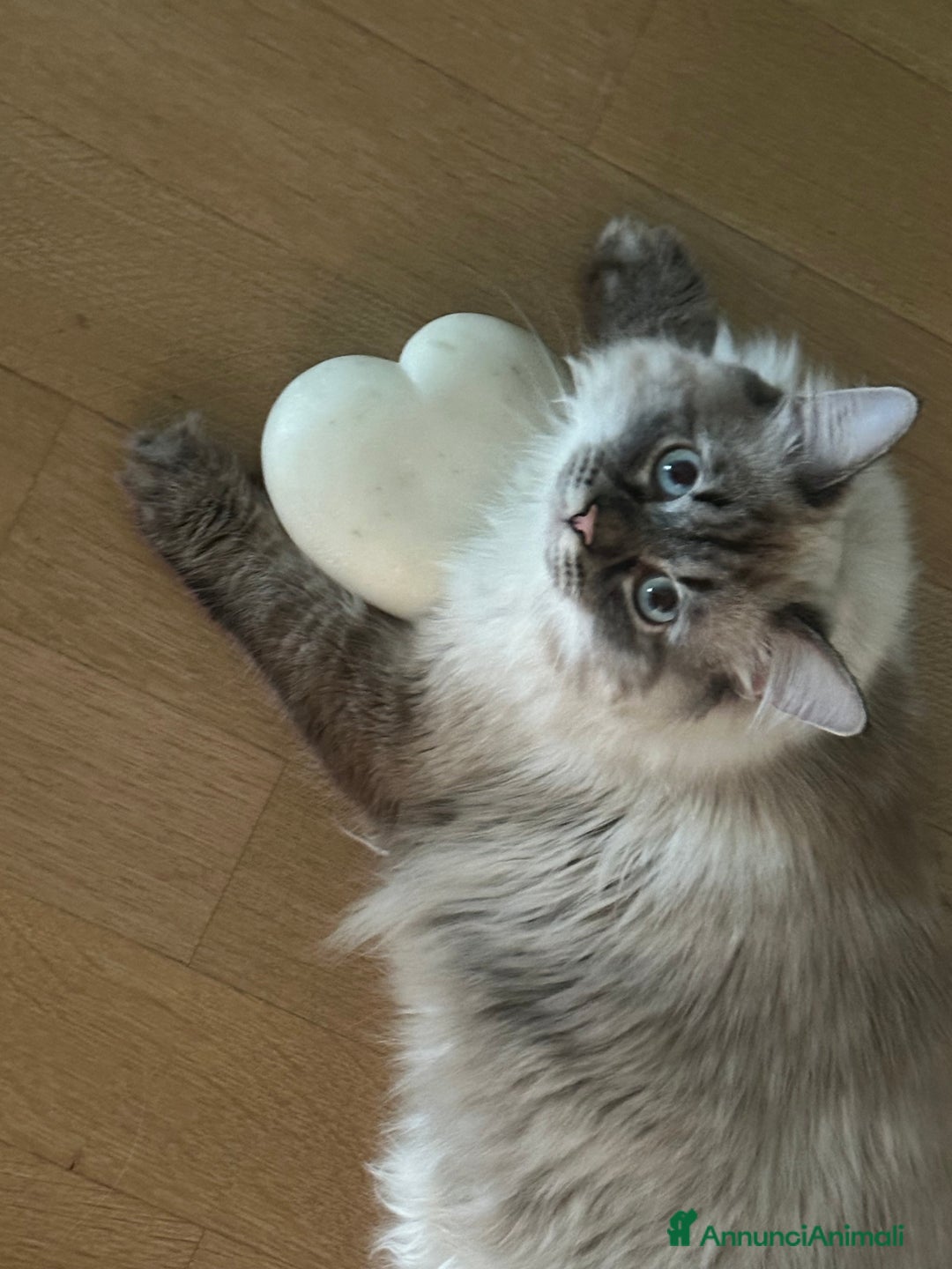 Siberiano gatti per accoppiamento: Siberiano con pedigree da accoppiamento  - Annuncio 7