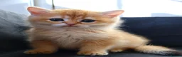 British gatti in vendita: Gattini BRITISH GOLDEN SHORTHAIR  - Annuncio 7