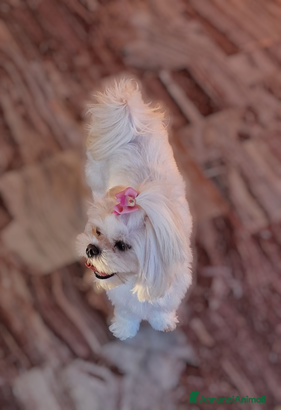 Maltese cani in vendita: Maltese maschietto - Immagine 4