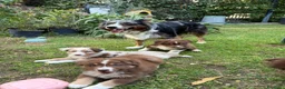 Australian Shepherd cani in vendita: Cuccioli red pastore australiano - Annuncio 3