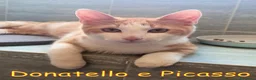 Europeo gatti in regalo: Donatello e Picasso gattini supercoccoli - Annuncio 4