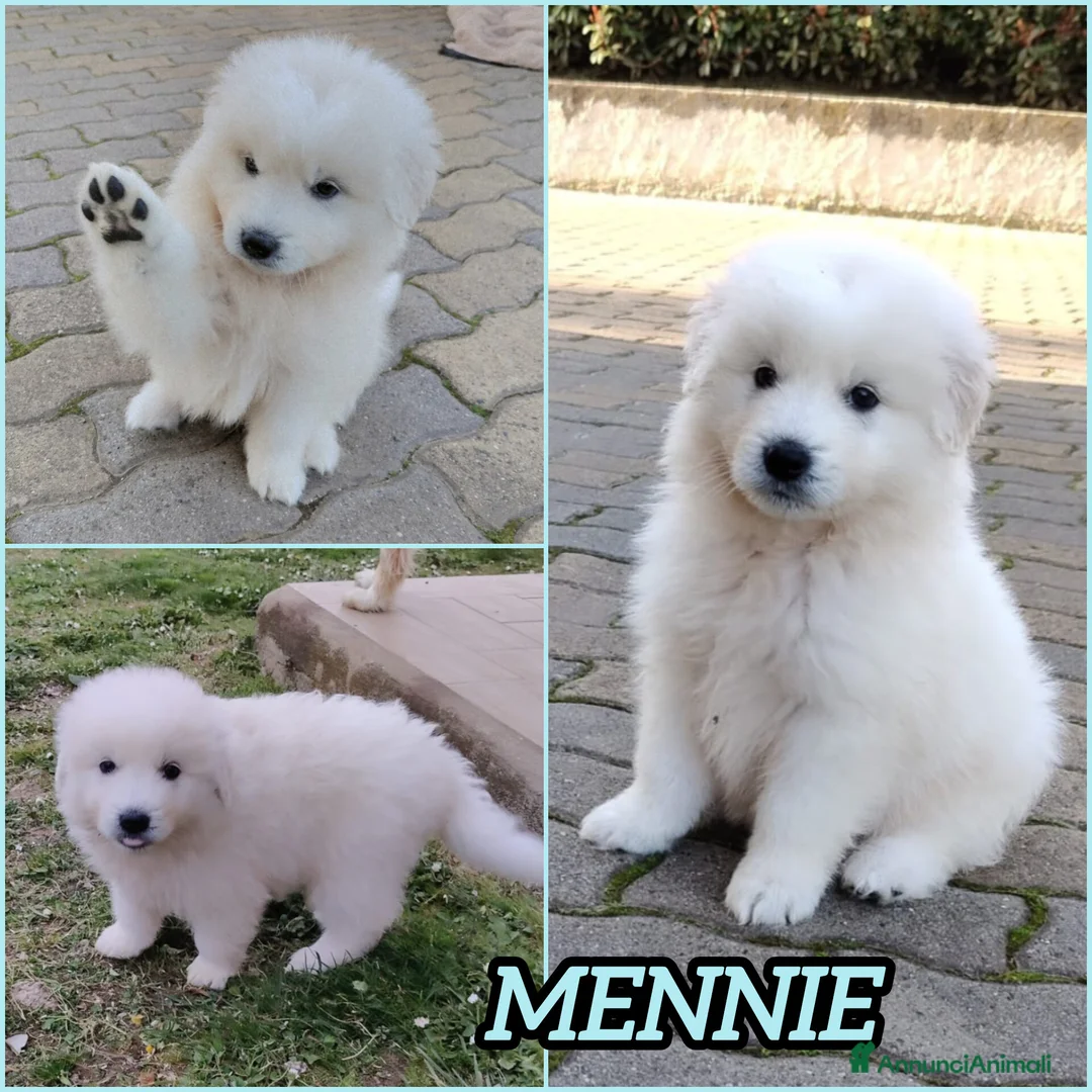 Meticcio cani in regalo: UNA MAMMA PER MENNIE a Provincia di Varese - Annuncio 2